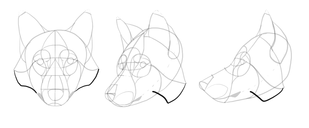 comment-dessiner-des-loups-dessin-tête-16