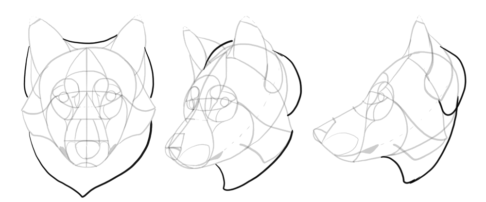 how-to-draw-wolves-drawing-head-17