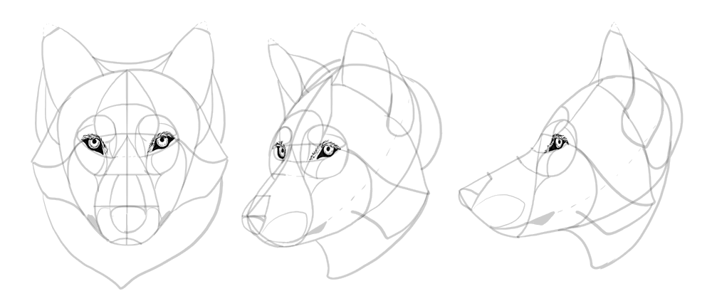 how to draw wolf head step by step