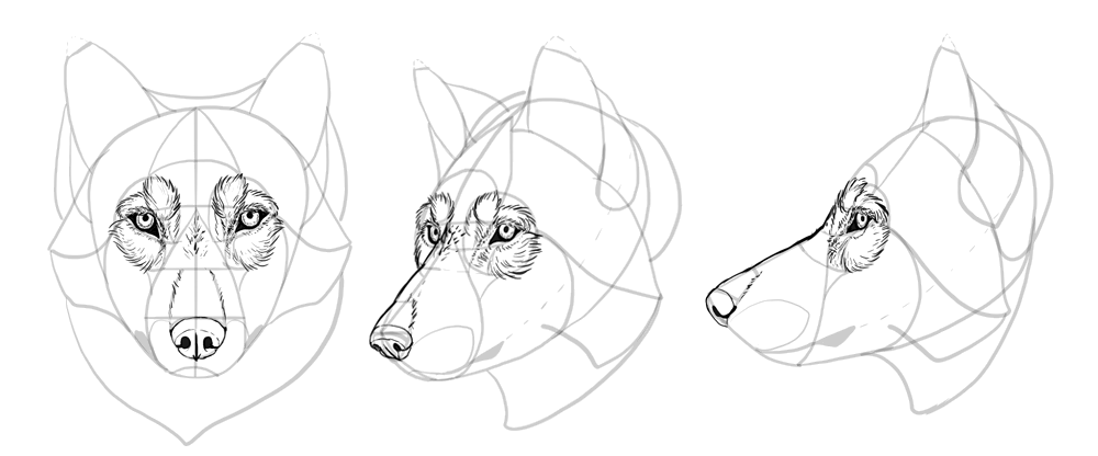 how to draw a wolf head front view