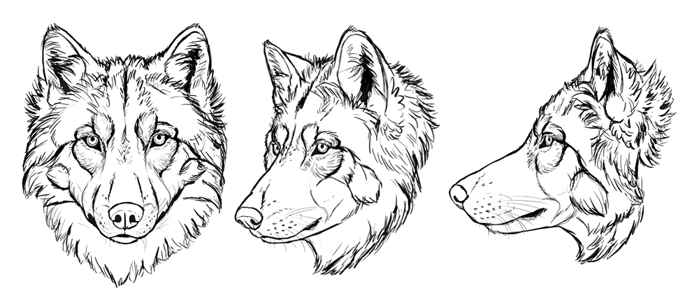 how to draw a realistic wolf face