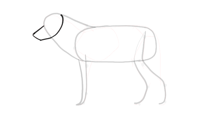 comment-dessiner-des-loups-dessin-processus-4