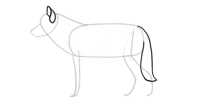 comment-dessiner-des-loups-dessin-processus-5