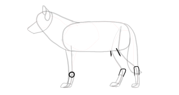 comment-dessiner-des-loups-dessin-processus-7