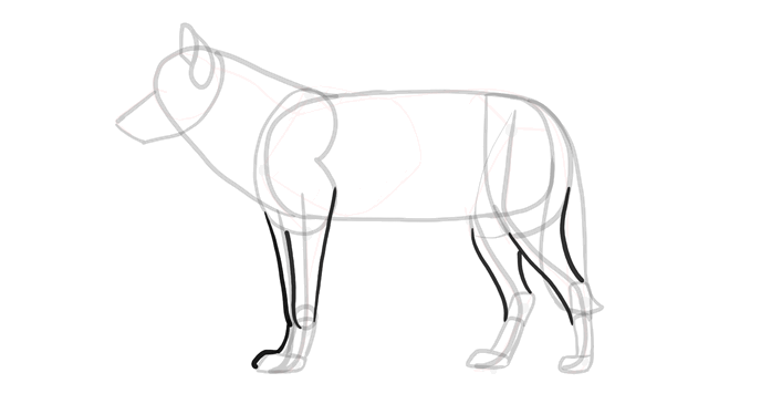 how-to-draw-wolves-drawing-process-9