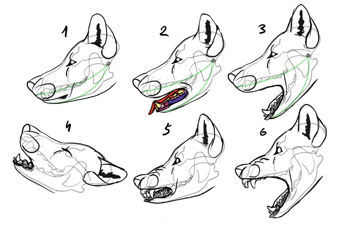 how-to-draw-wolves-expressions