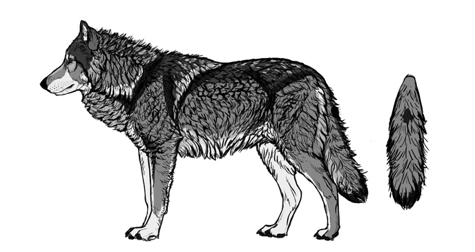 comment-dessiner-des-couleurs-de-fourrure-de-loups
