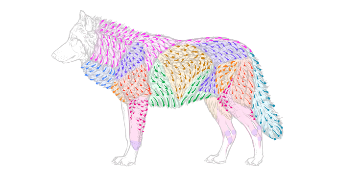 how-to-draw-wolves-fur-direction