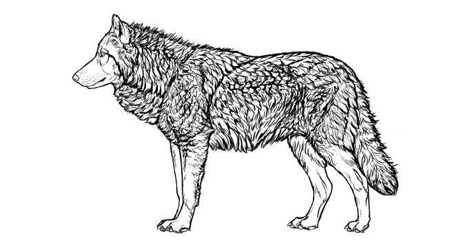 comment-dessiner-des-loups-fourrure-pleine