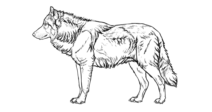 how to draw real wolf