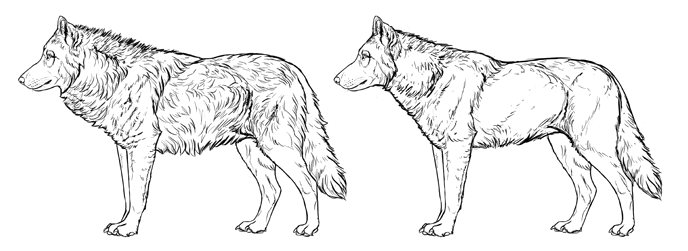 how-to-draw-wolves-fur-summer-winter-coat
