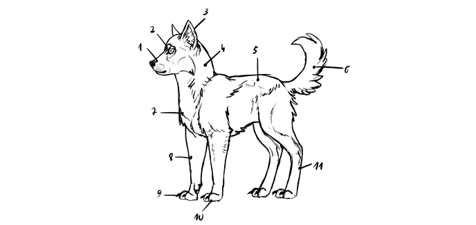 how-to-draw-wolves-mistakes