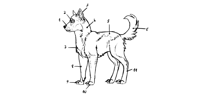 comment dessiner un visage de loup réaliste