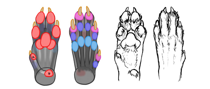 how-to-draw-wolves-paws