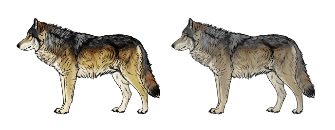 wolf drawing in color