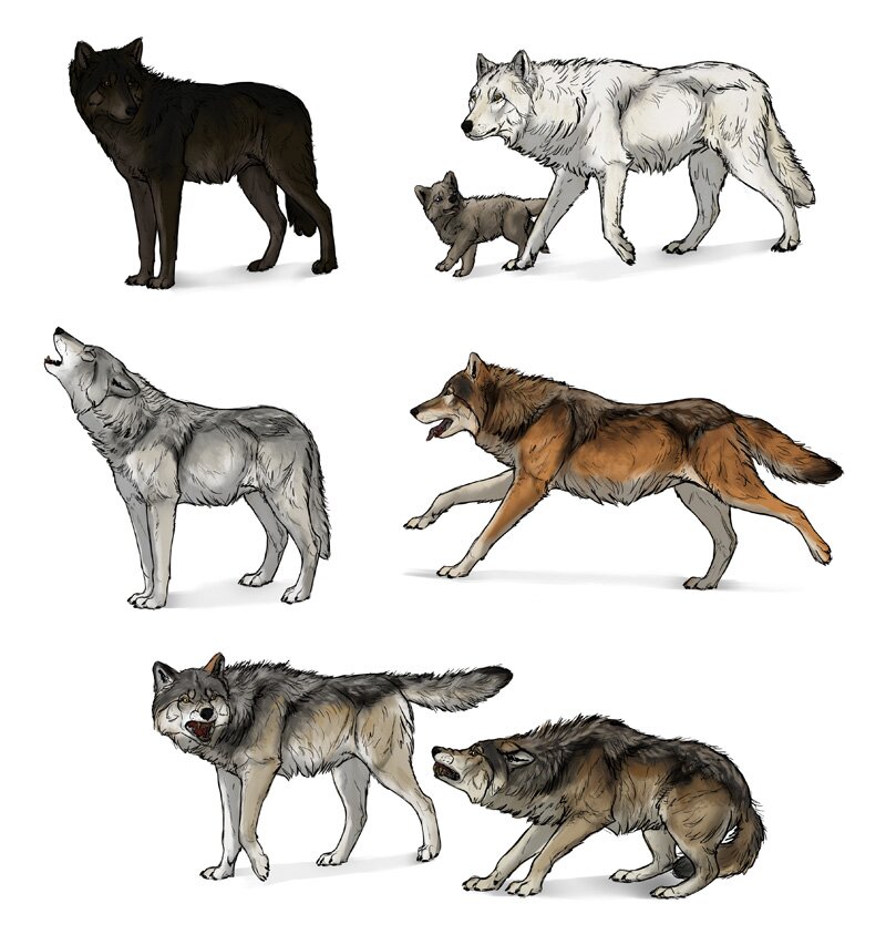 COMMENT DESSINER DES LOUPS La maison des tableaux Apprendre à