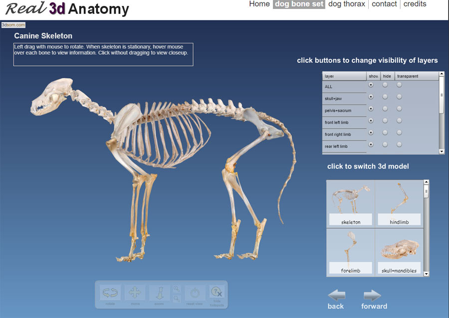 Skull bones of animals, Veterinary Anatomy