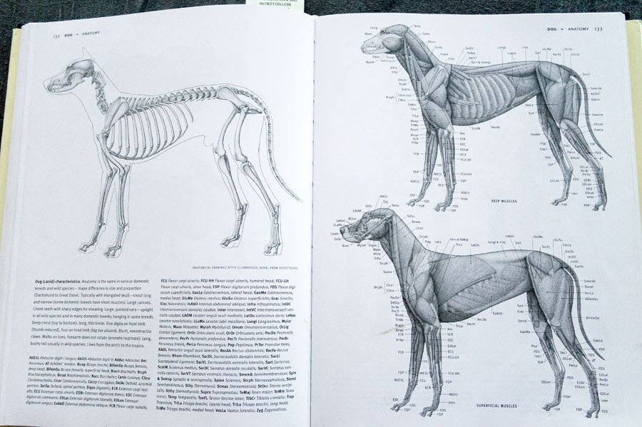 Best Resources for Studying Animal Anatomy – Monika Zagrobelna