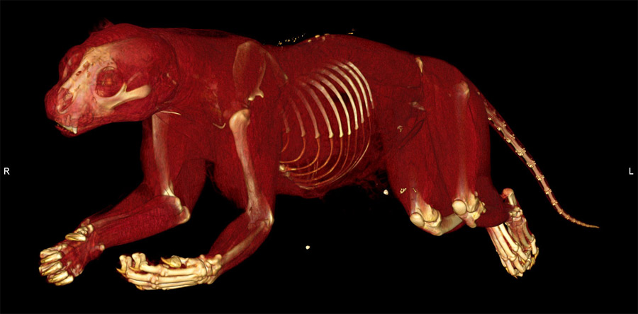 Skull bones of animals, Veterinary Anatomy