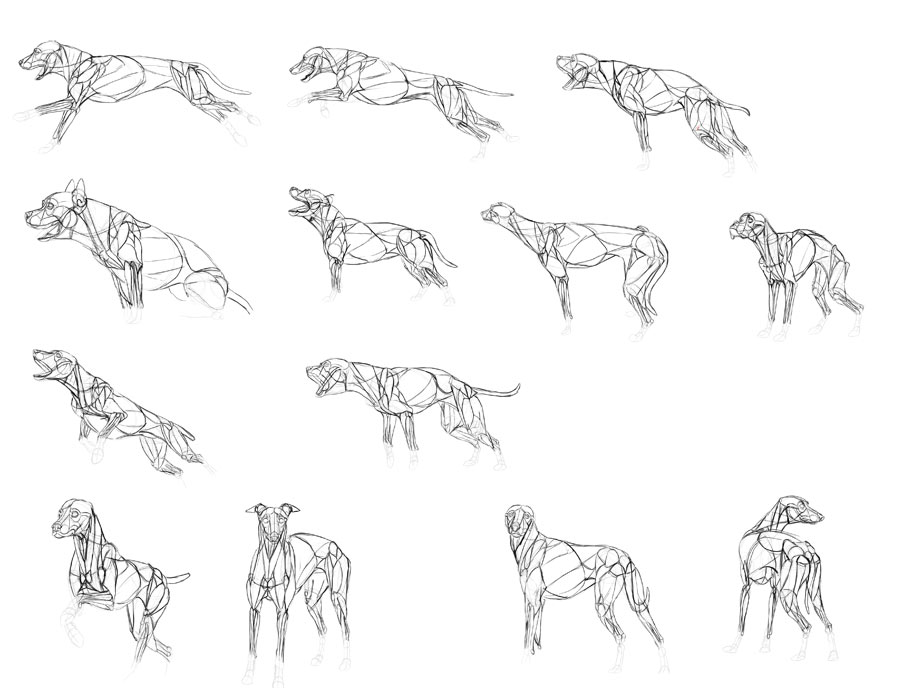 Best Books For Learning To Draw Animals: Anatomy & Technique