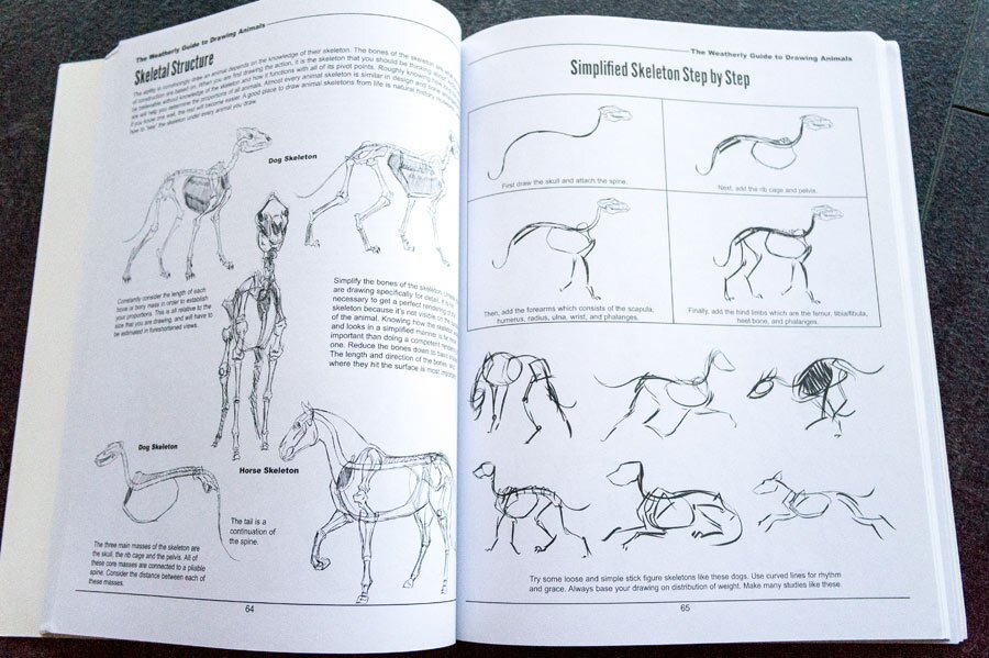 Best Books For Learning To Draw Animals: Anatomy & Technique