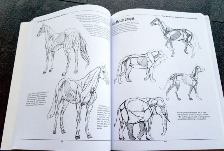 Best Resources for Studying Animal Anatomy Monika Zagrobelna