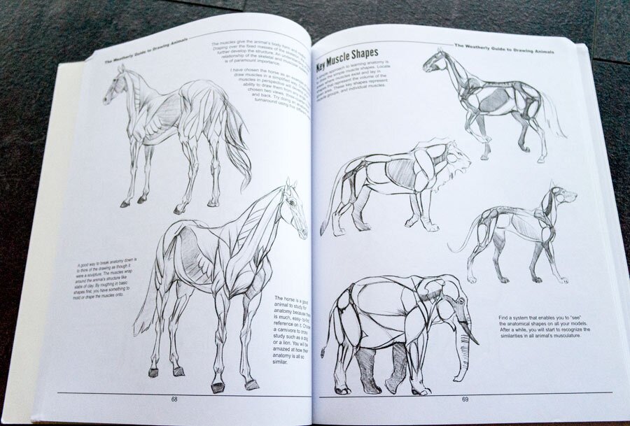 CLASS101  Learn Animal Anatomy to Draw Realistic Animals from Imagination