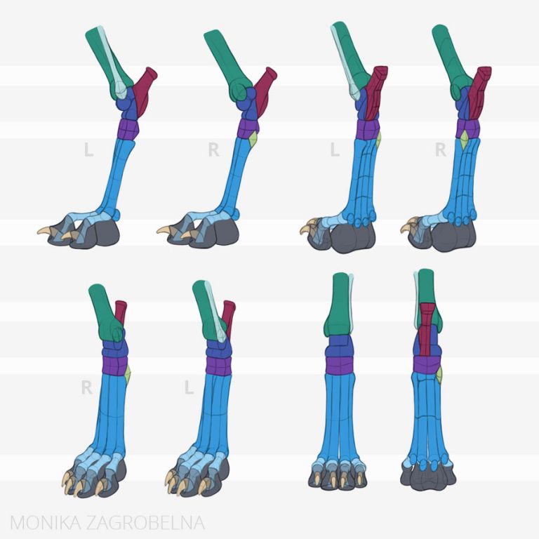 Canine Ankle Anatomy Reference Sheet Monika Zagrobelna