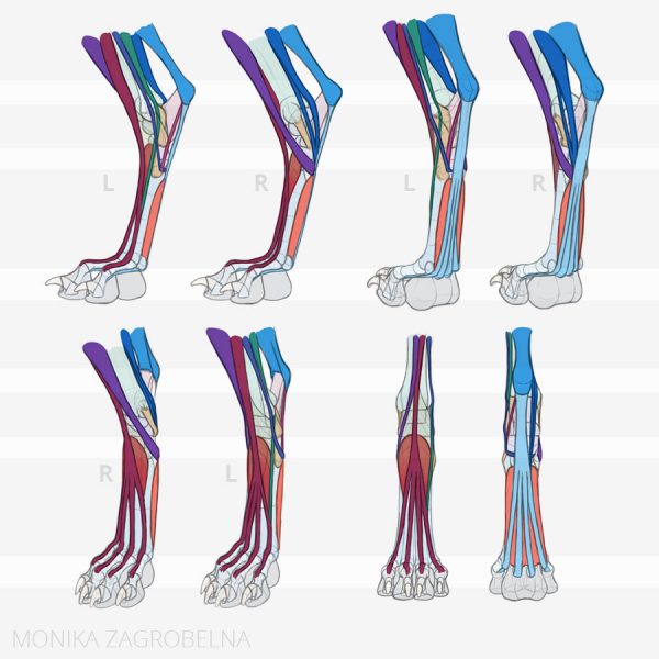 Canine Ankle Anatomy Reference Sheet Monika Zagrobelna