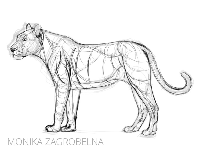 line art of a big cat