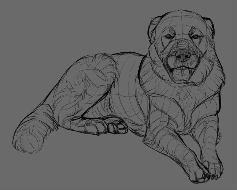 dog sketch