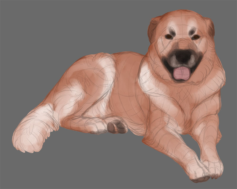 dog detailed colors