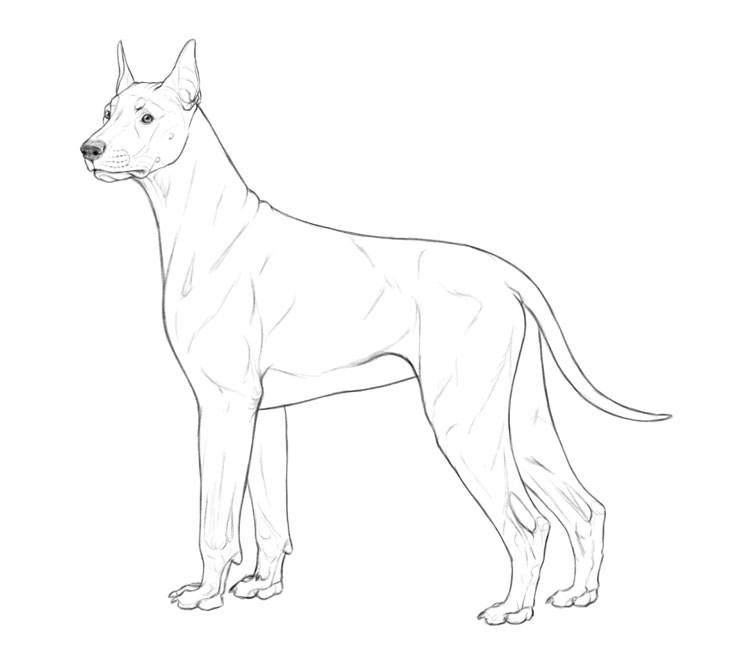 dog line art