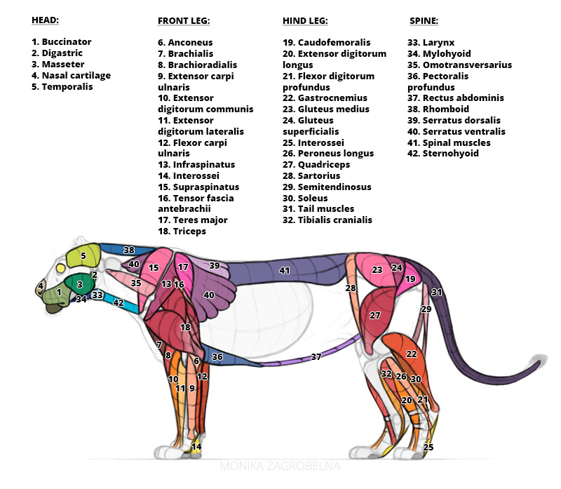 lion deep muscles with labels