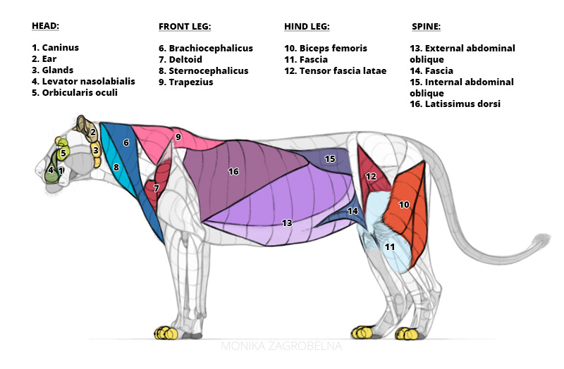 lion surface muscles with labels