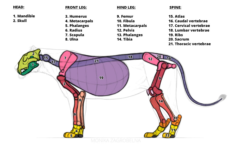 Lion Skull Diagram