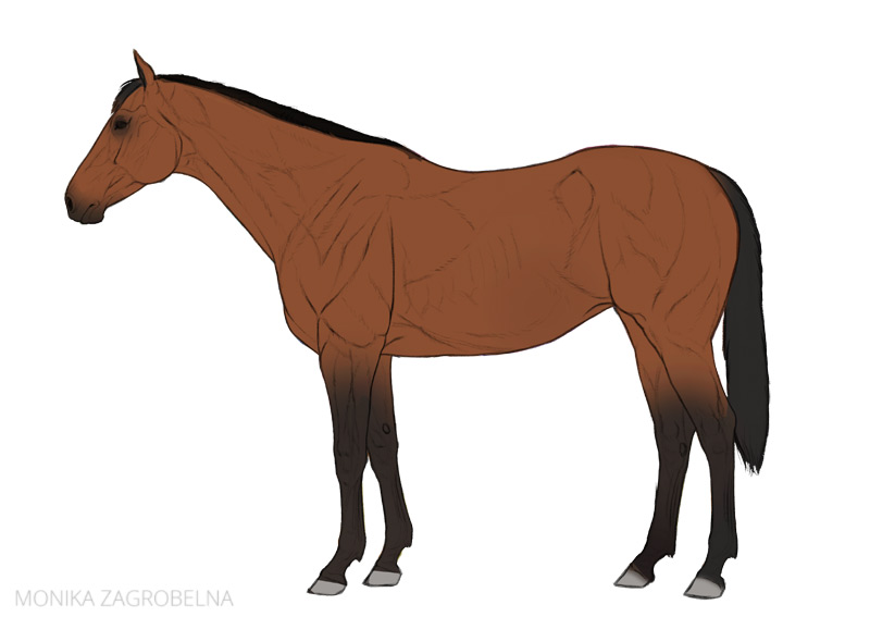 flat horse drawing