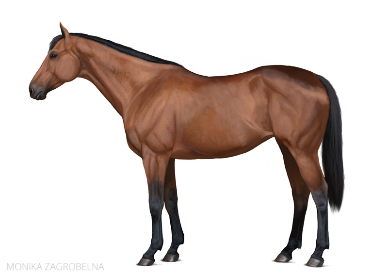 realistic horse digital painting