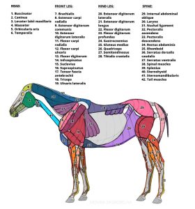 Horse Anatomy for Artists: Skeleton and Muscle Diagrams – Monika Zagrobelna