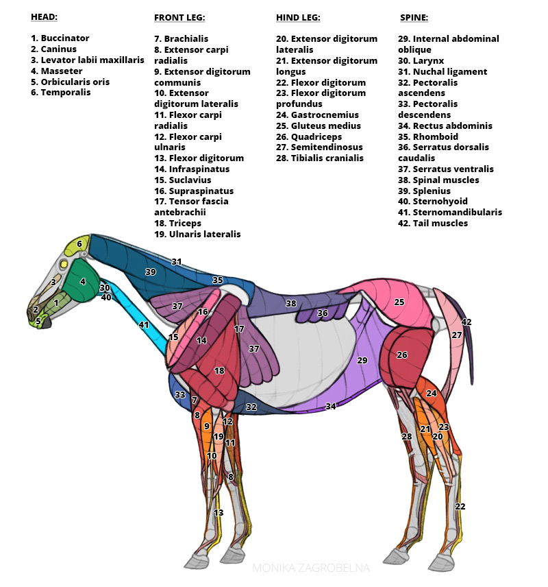 muscles du cheval étiquetés