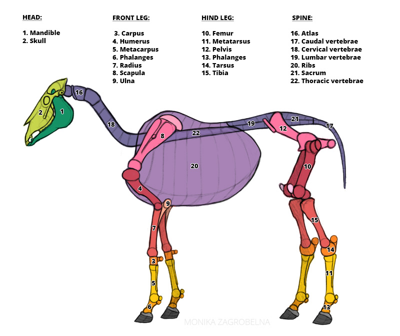 squelette de cheval étiqueté