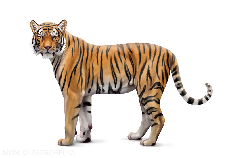 tiger digital art