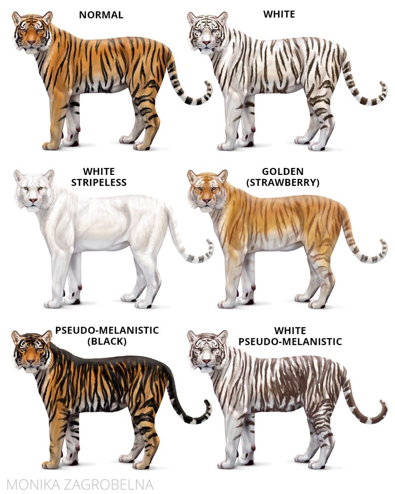 How to paint TIGER STRIPES, Step By Step Tiger Print Tutorial