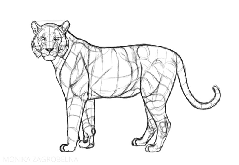 how to draw a tiger body