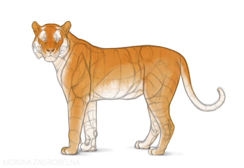 tiger color base