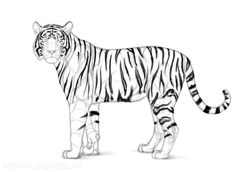 how to draw a tiger body