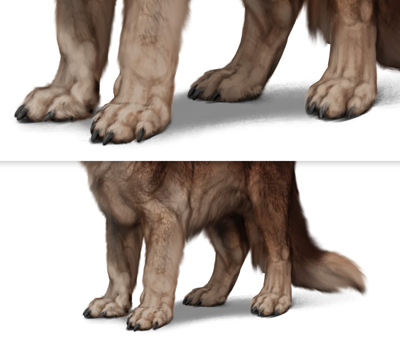 draw the paws