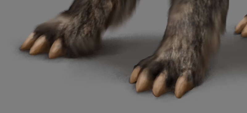 details of the paws