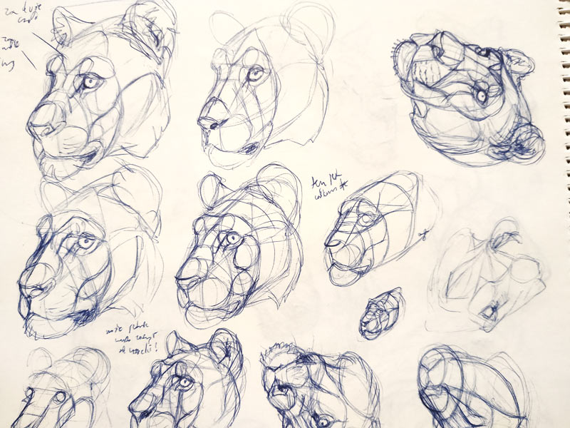 lion head study