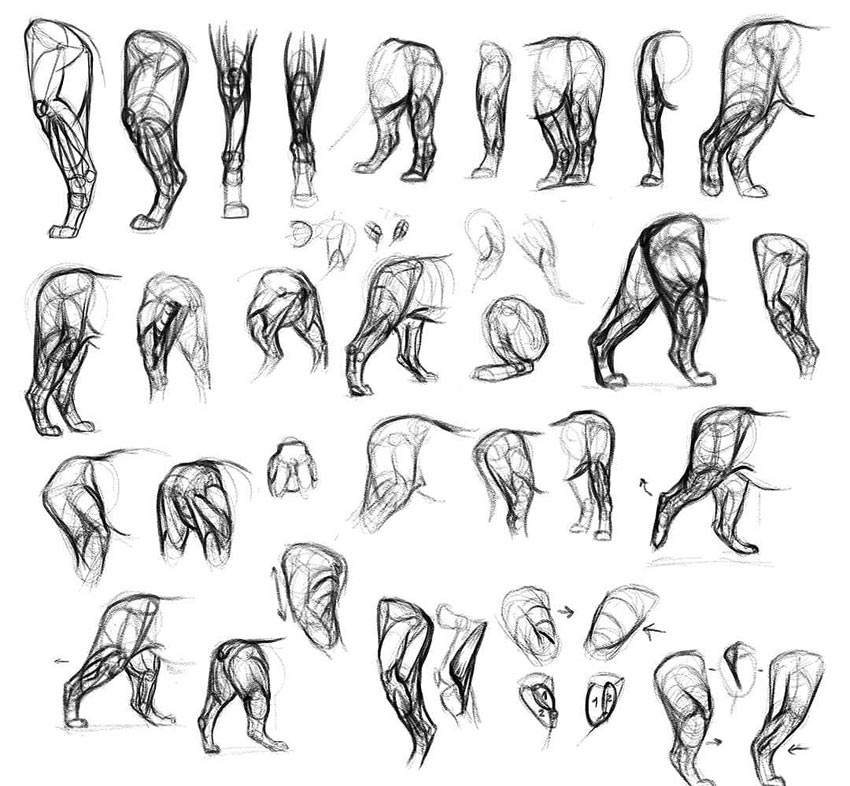 lion hind leg muscles study